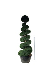 Venijnboom Taxus baccata
