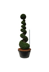Venijnboom Taxus baccata