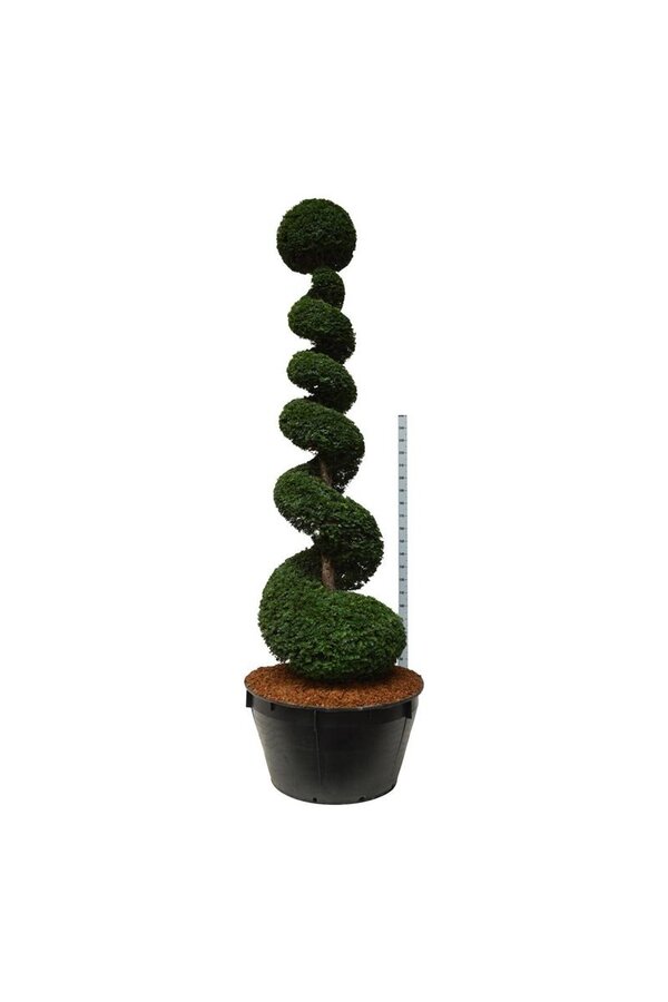 Venijnboom Taxus baccata