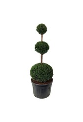 If commun Taxus baccata