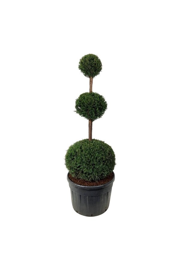 If commun Taxus baccata