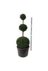 If commun Taxus baccata