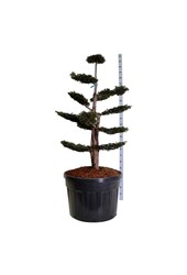 Venijnboom Taxus Dovastoniana