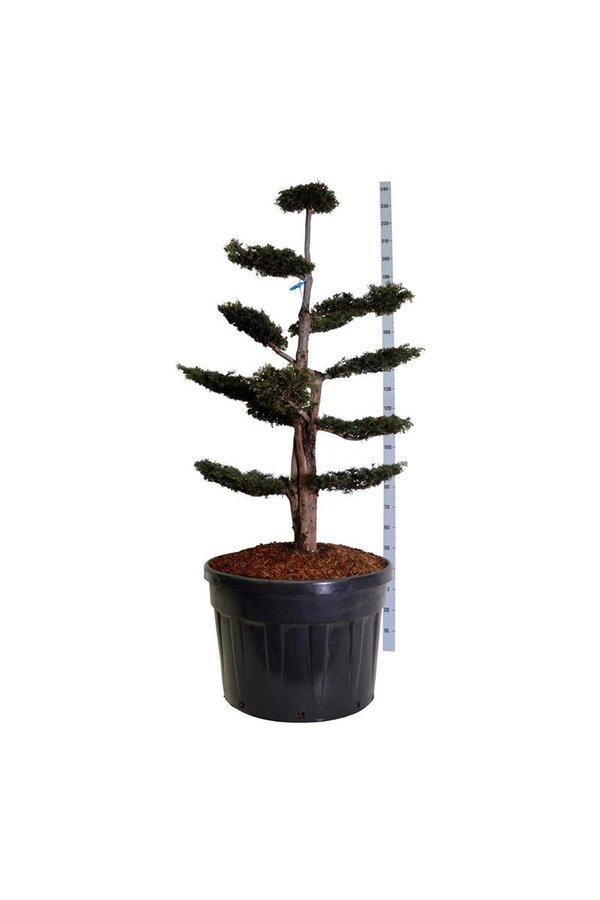 Venijnboom Taxus Dovastoniana