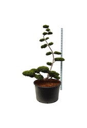Venijnboom Taxus Summergold