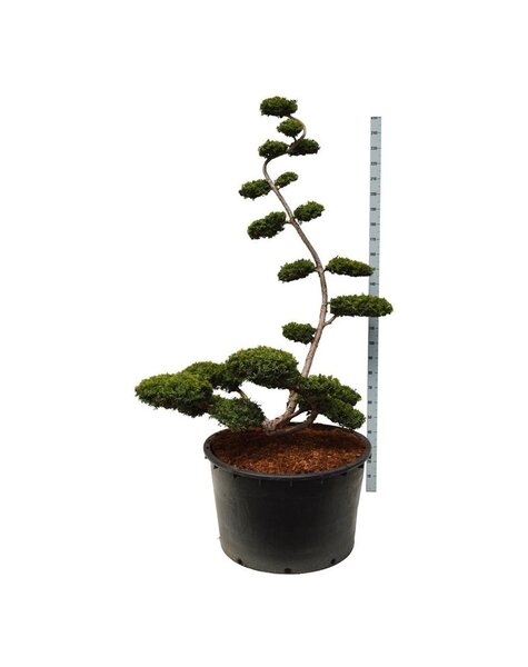 Taxus