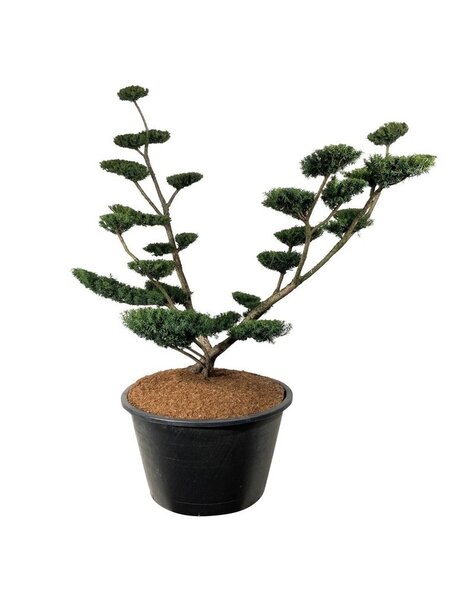 Taxus