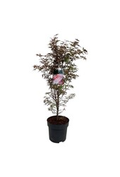 Érable Acer Skeeters Broom