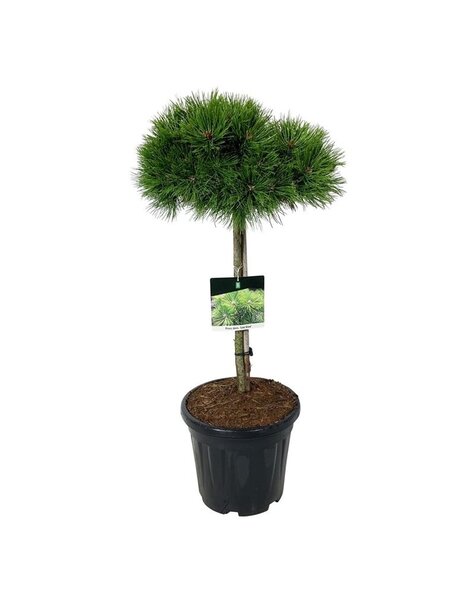 Pinus
