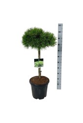 Pin Pinus Low Glow