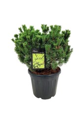 Pin Pinus mugo Mumpitz