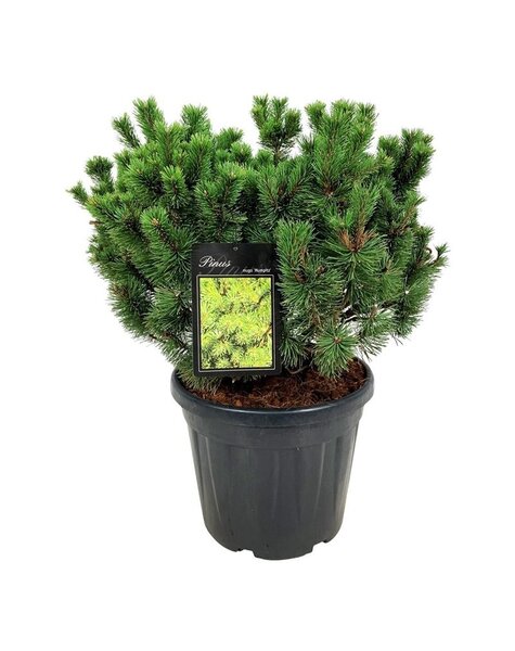 Pinus