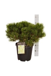 Denneboom Pinus nigra Nana