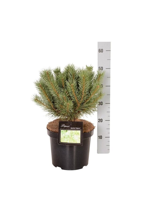 Denneboom Pinus Watereri