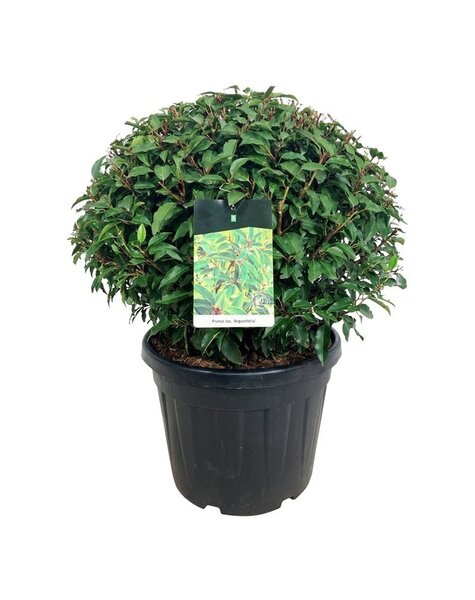 Prunus