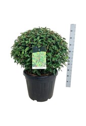 Portugese laurier Prunus Angustifolia