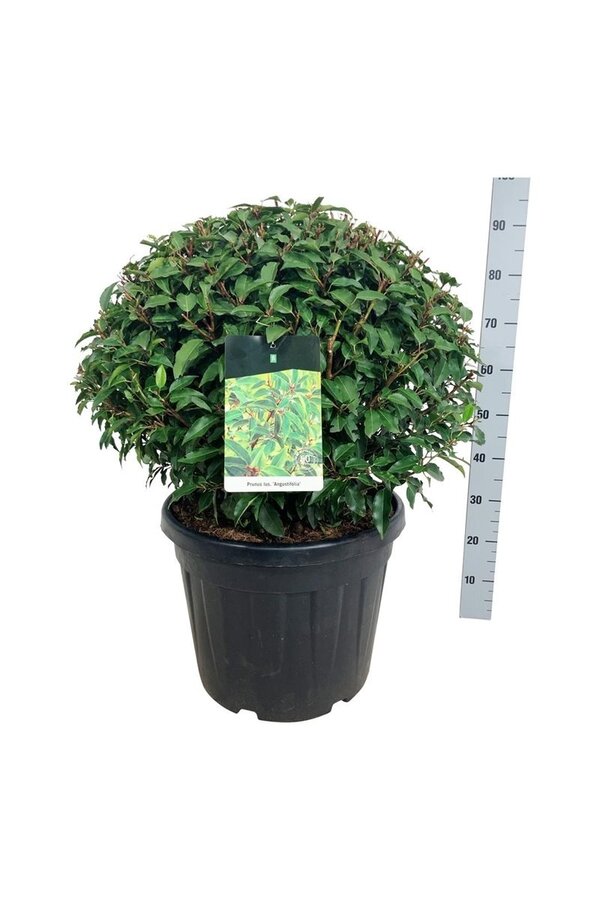 Portugese laurier Prunus Angustifolia