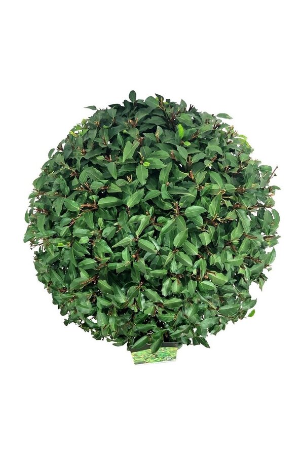 Portugese laurier Prunus Angustifolia