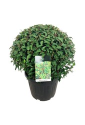 Portugese laurier Prunus Angustifolia