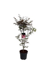 Érable Acer Bloodgood