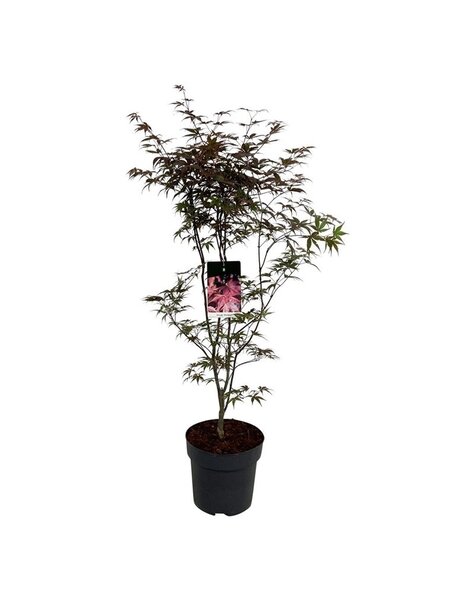 Acer
