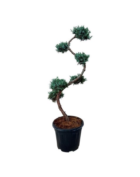Juniperus