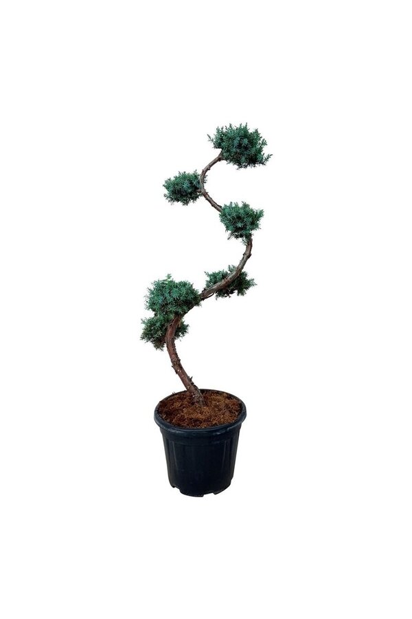 Cipres Juniperus Blue Alps