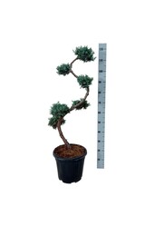 Cyprès Juniperus Blue Alps