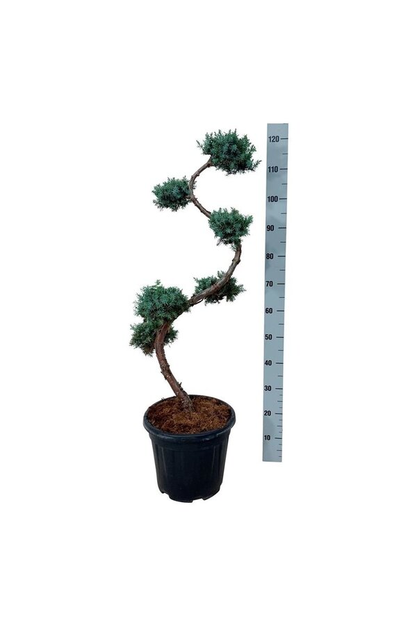 Cipres Juniperus Blue Alps