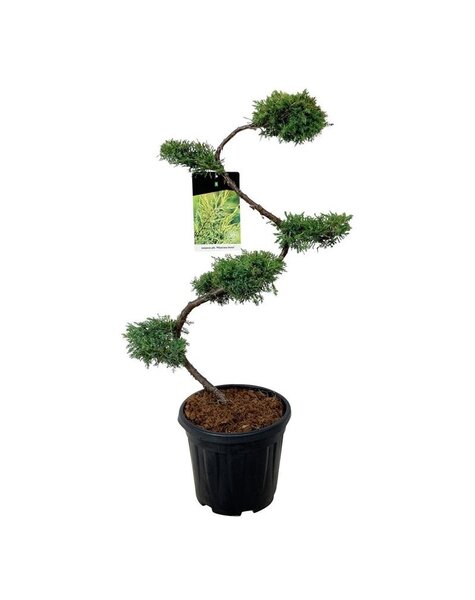 Juniperus