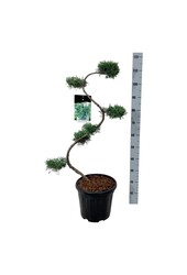 Cyprès Juniperus Grey Owl