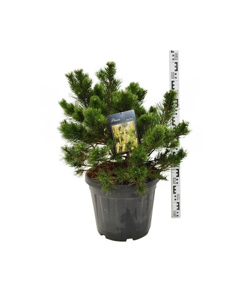 Pinus