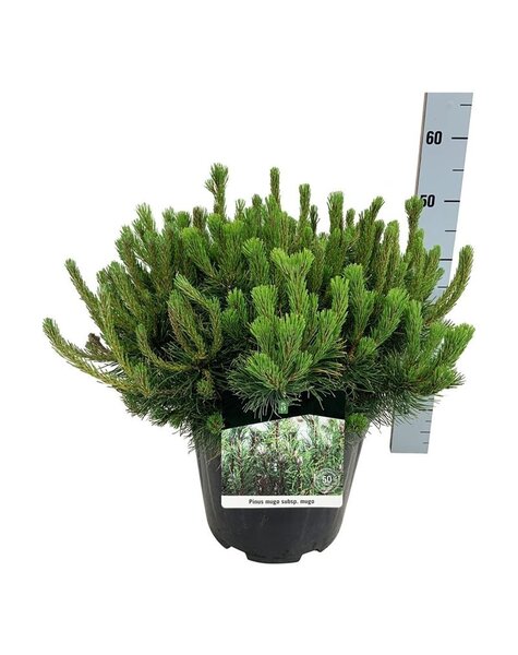 Pinus