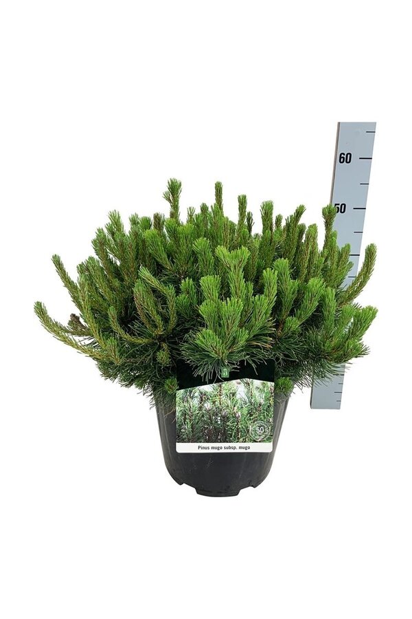 Denneboom Pinus mugo mugo