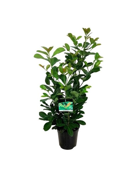 Prunus
