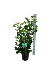 Portugese laurier Prunus Etna