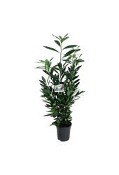Portugese laurier Prunus Renault Ace ®