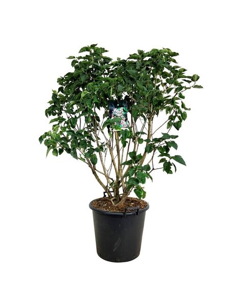 Syringa