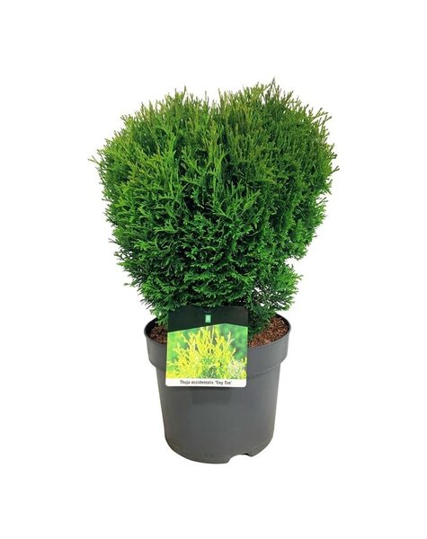 Thuja
