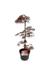 Esdoorn Acer Garnet