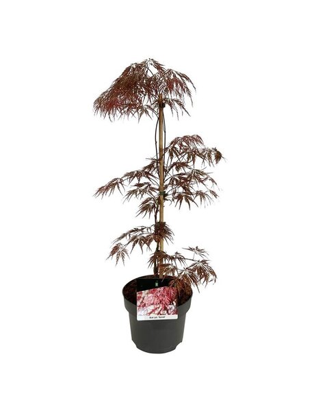 Acer