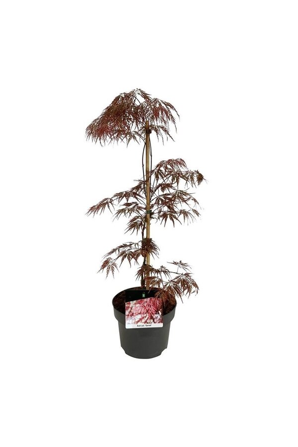 Esdoorn Acer Garnet