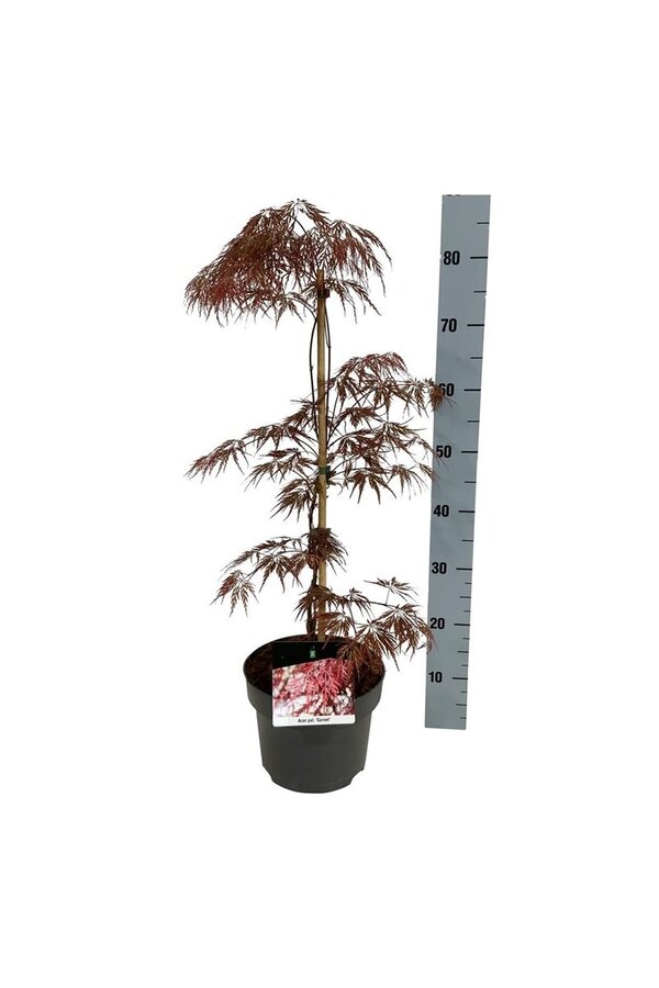 Esdoorn Acer Garnet