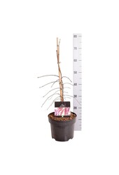 Esdoorn Acer Garnet