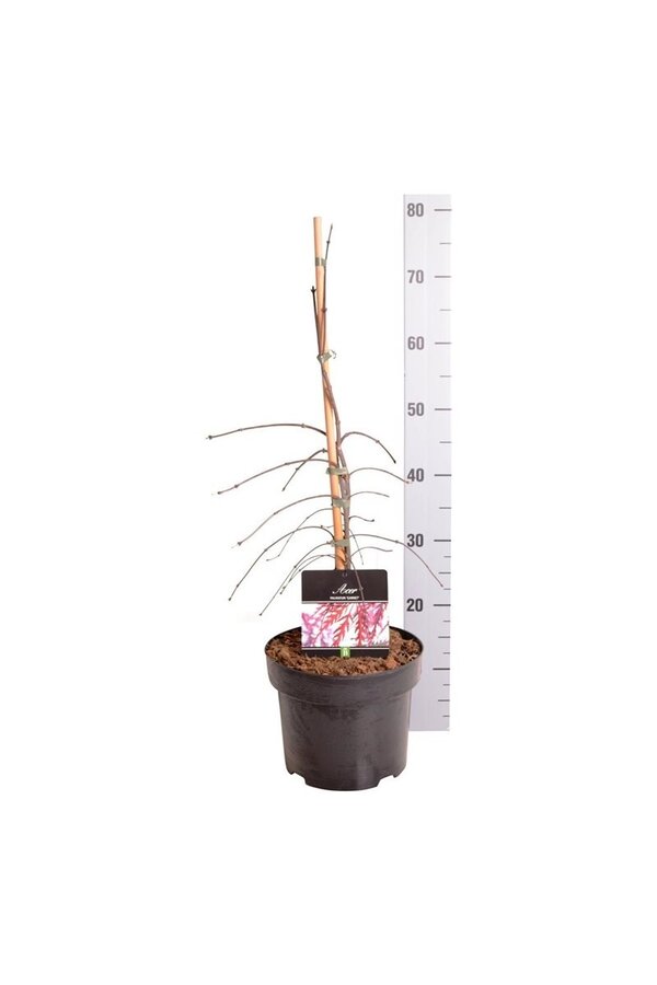 Esdoorn Acer Garnet