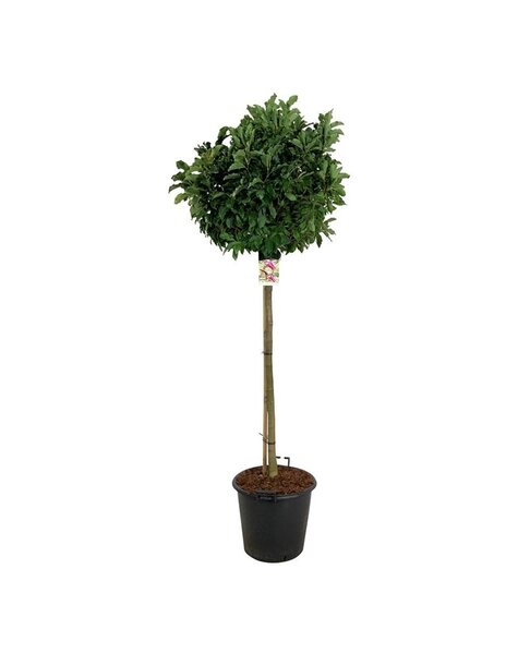 Magnolia