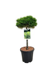 Pin Pinus Low Glow