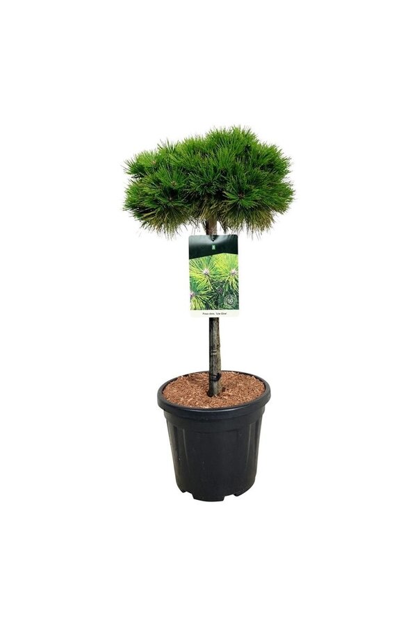 Pin Pinus Low Glow