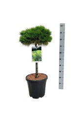 Pin Pinus Low Glow