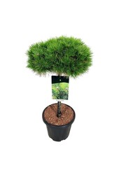Pin Pinus Low Glow